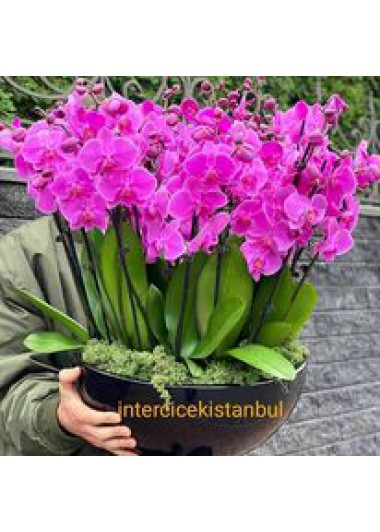Butik Çiçekler14(5 adet çiftli orkide)