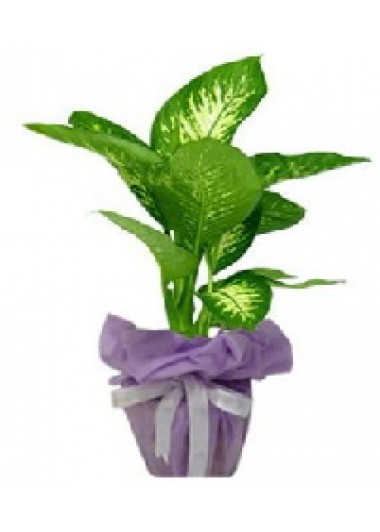 TROPİK ORTA 80 cm