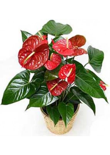 Antoryum 