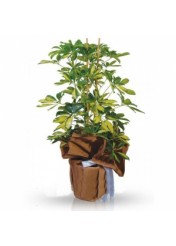 Şeflera İkili 100 cm