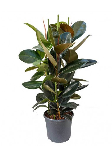 KAUÇUK 100 cm