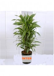 Lemon 150 cm Kalite Dayanıklı(fiyat sorunuz)