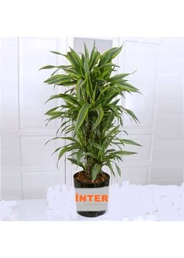 Lemon 150 cm Kalite Dayanıklı(fiyat sorunuz)